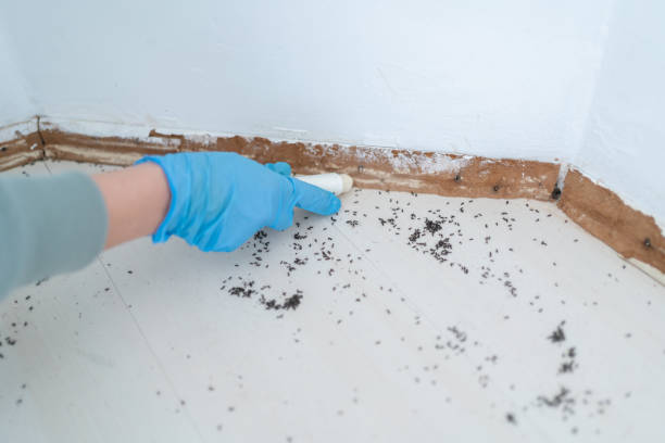 Real Estate Pest Inspections in Winter Beach, FL